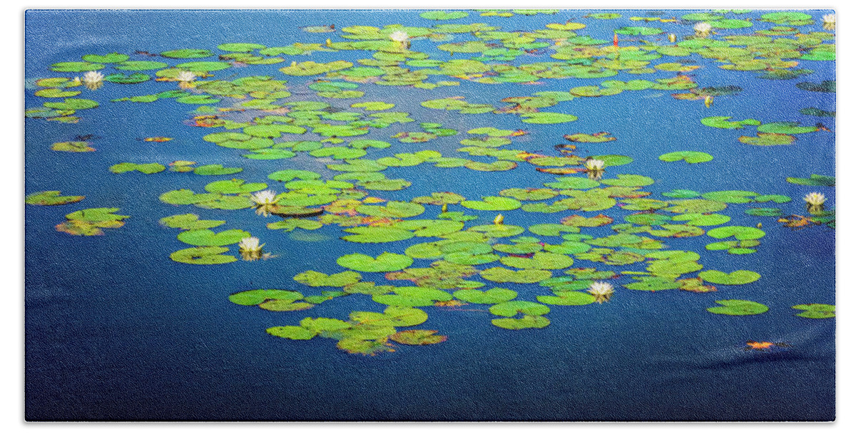 North Port Florida Beach Towel featuring the photograph Lily Pads by Tom Singleton