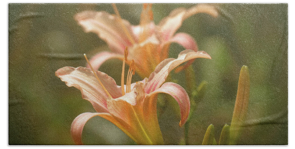 Picture Pink Daylilies Beach Towel featuring the photograph Lily Pair - Indian Summer by MTBobbins Photography