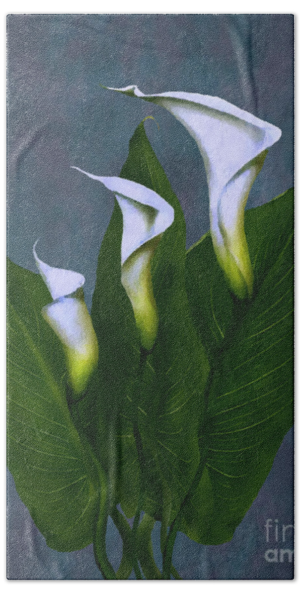 White Calla Lilies Beach Towel featuring the painting White Calla Lilies #1 by Peter Piatt