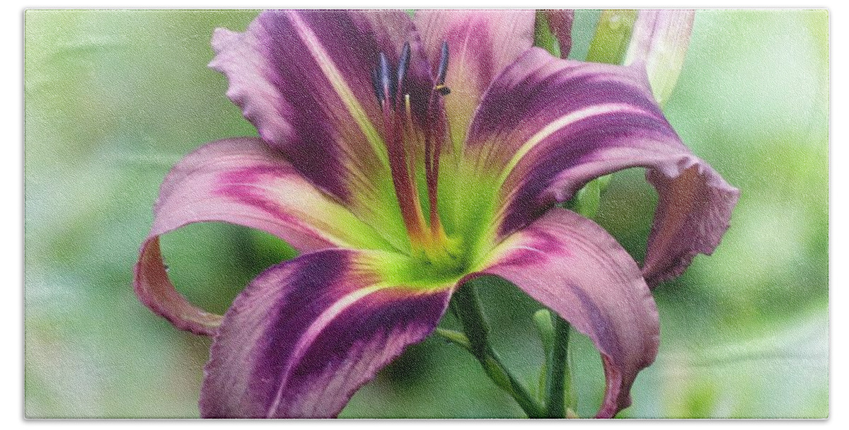Starman's Quest Daylily Beach Towel featuring the photograph Lily Star - Daylily by MTBobbins Photography