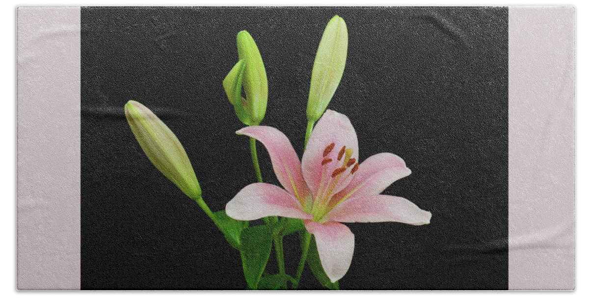 Floral Portraits Beach Towel featuring the photograph Lily The Pink by Terence Davis