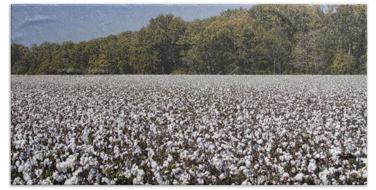 Cotton Beach Sheet featuring the photograph Limestone County Alabama Cotton Crop by Kathy Clark