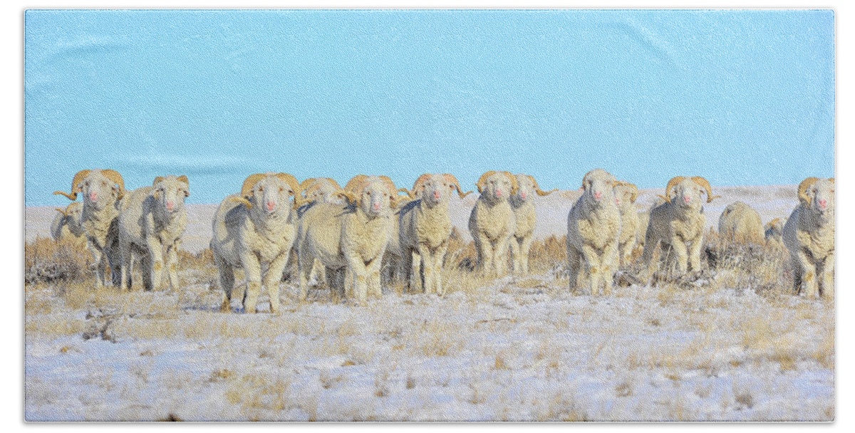 Amanda Smith Wyoming Photographer Beach Towel featuring the photograph Line em up Rams by Amanda Smith