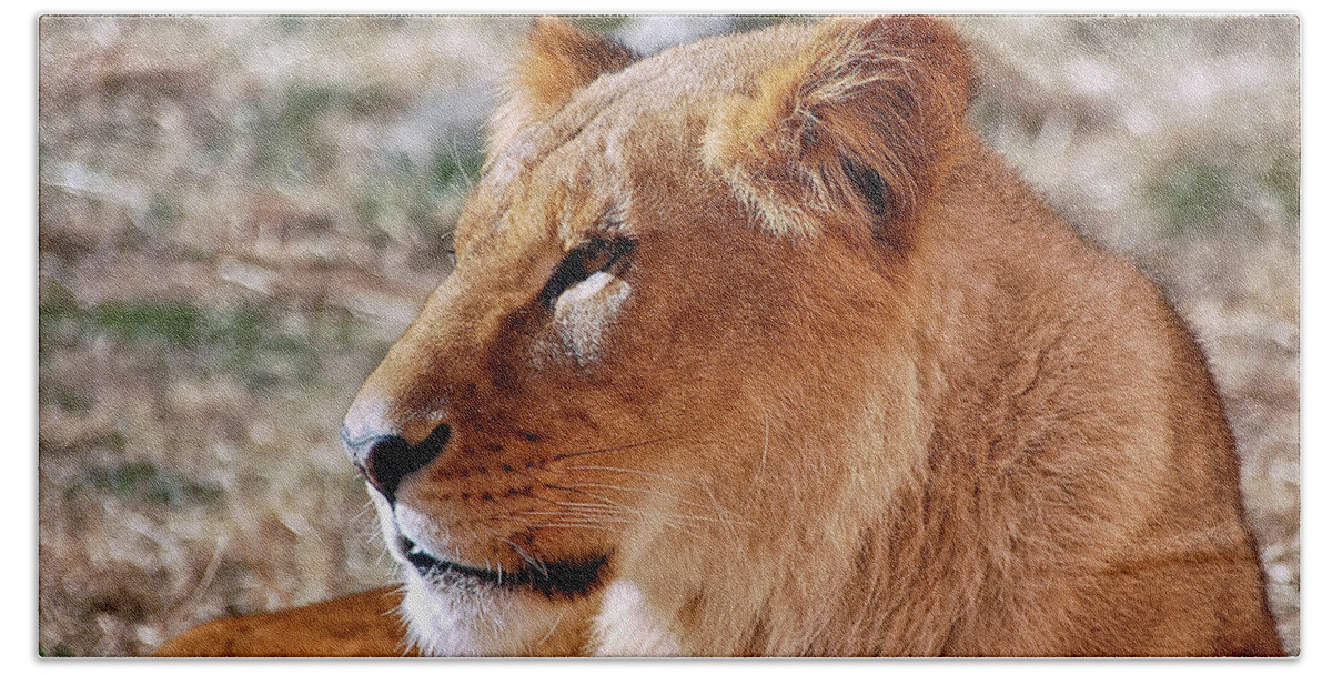 Lion Beach Towel featuring the photograph Lion around by Kuni Photography
