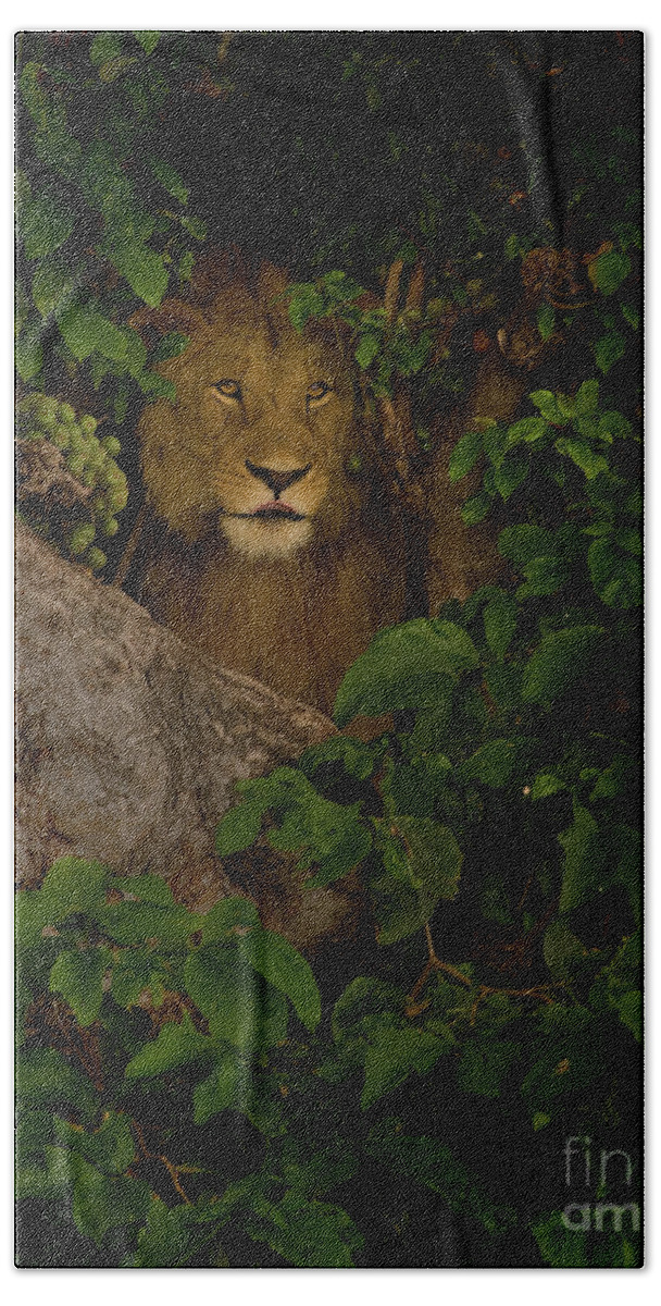Lion In A Fig Tree In Ngorongoro Crater Beach Towel featuring the photograph Lion In A Tree-Signed-#9841 by J L Woody Wooden
