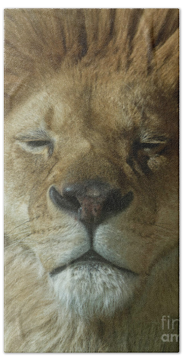 Lion Of Judah Beach Sheet featuring the photograph Lion of Judah by Karen Jorstad