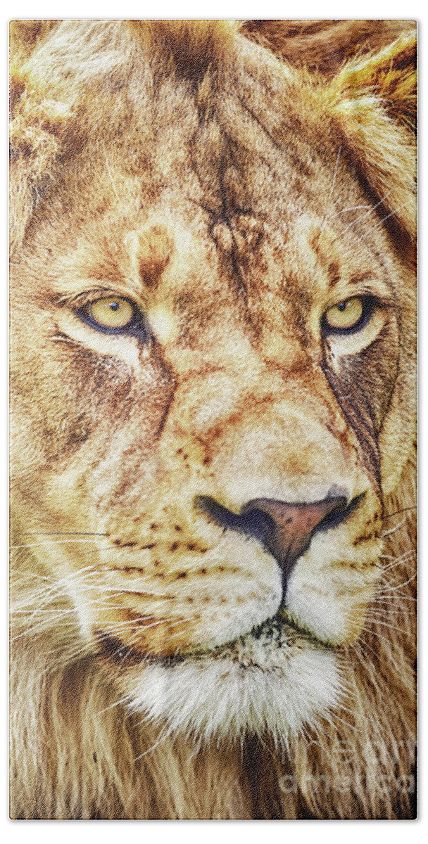Lion Beach Sheet featuring the photograph Lion is the King of the Jungle by David Millenheft
