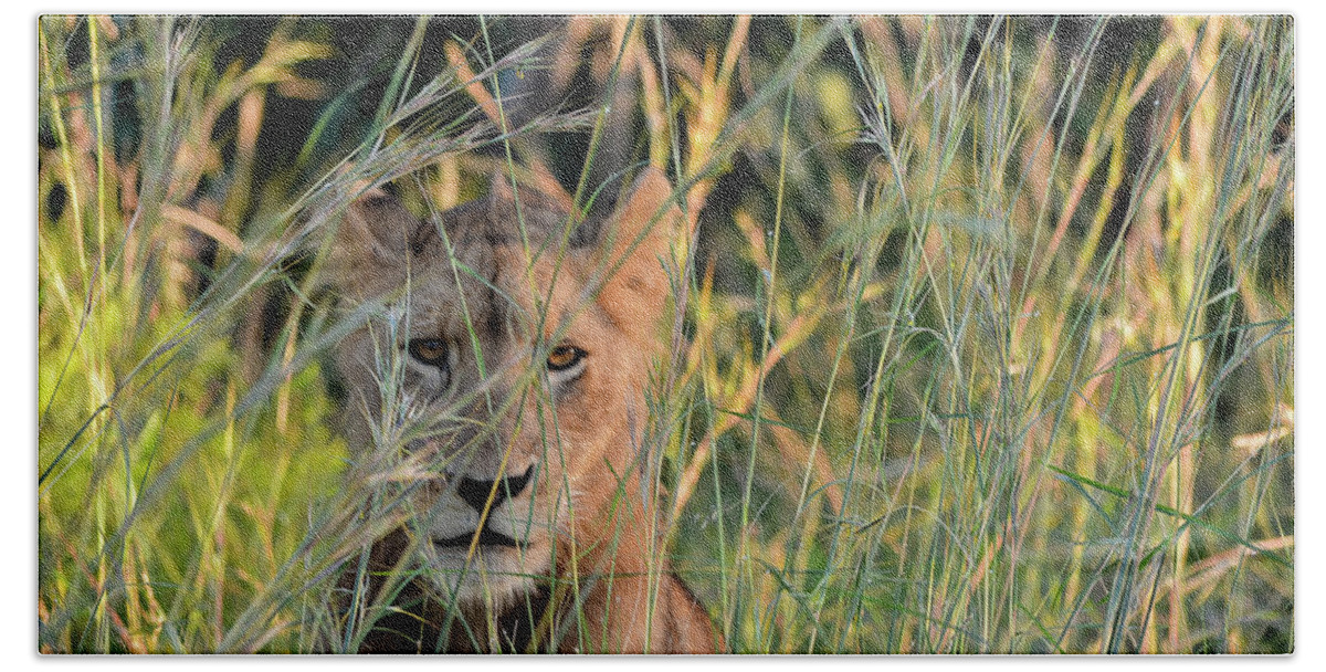 Lion Beach Sheet featuring the photograph Lion warily watching by Gaelyn Olmsted