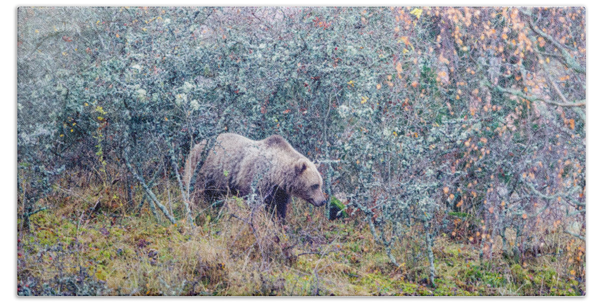 Bear Beach Towel featuring the photograph Listening Bear by Torbjorn Swenelius