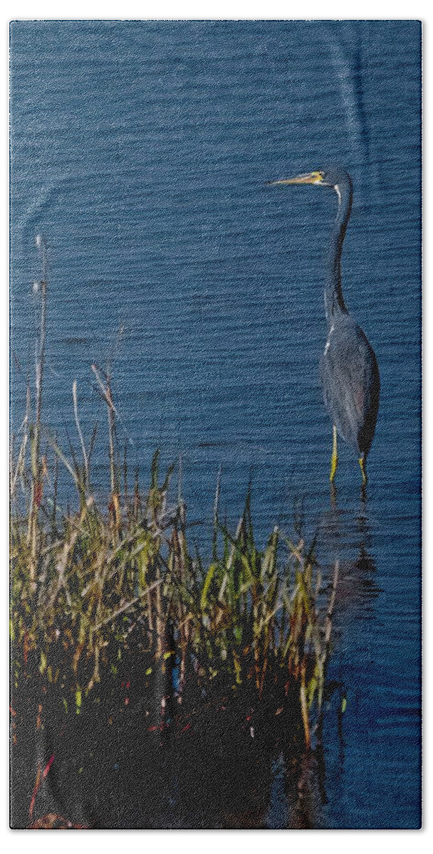 Heron Beach Towel featuring the photograph Little Blue Heron by DigiArt Diaries by Vicky B Fuller