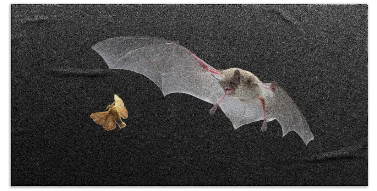 Mp Beach Towel featuring the photograph Little Brown Bat Hunting Moth by Michael Durham