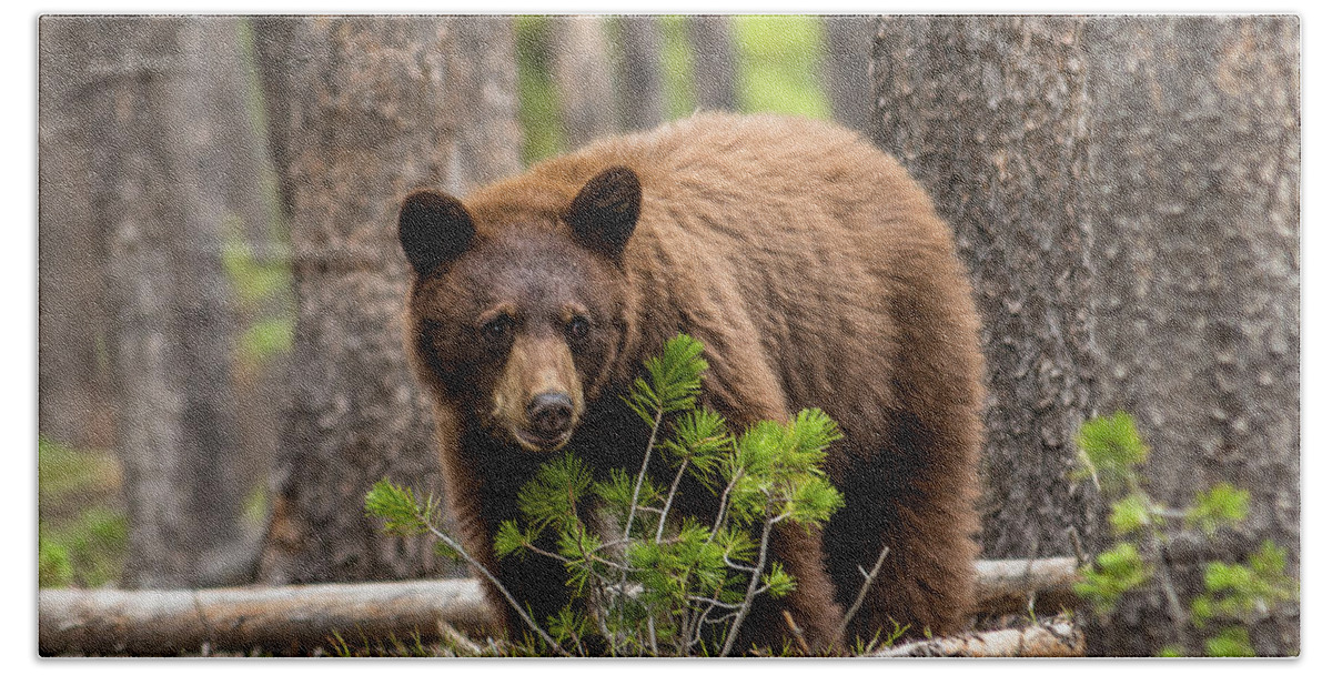 Black Bear Beach Towel featuring the photograph Little Cinnamon In Forest by Yeates Photography