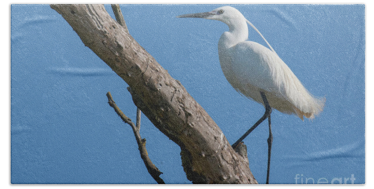Animal Beach Sheet featuring the photograph Little egret #1 by Jivko Nakev