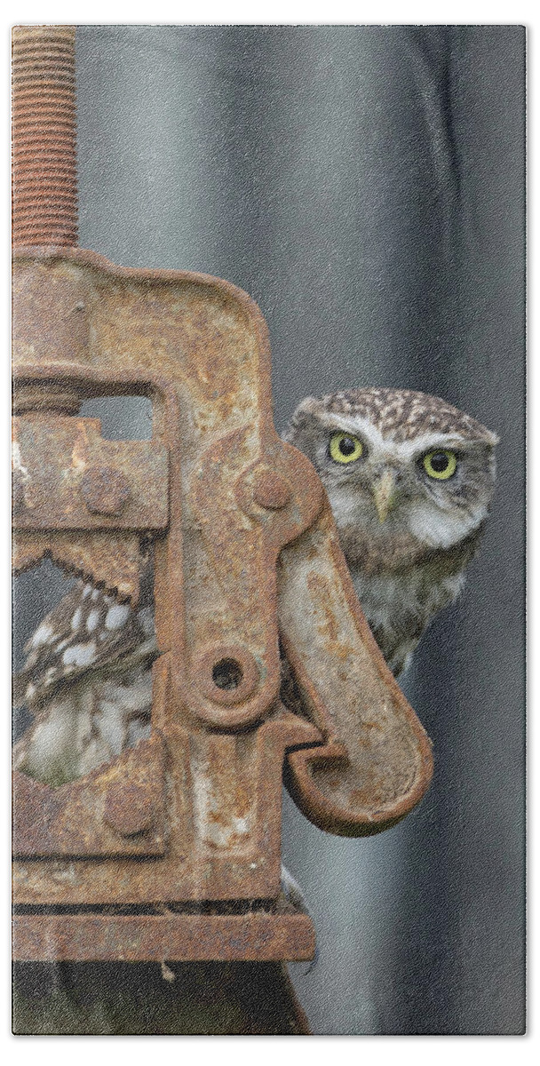 Little Owl Beach Towel featuring the photograph Little Owl Peeking by Pete Walkden