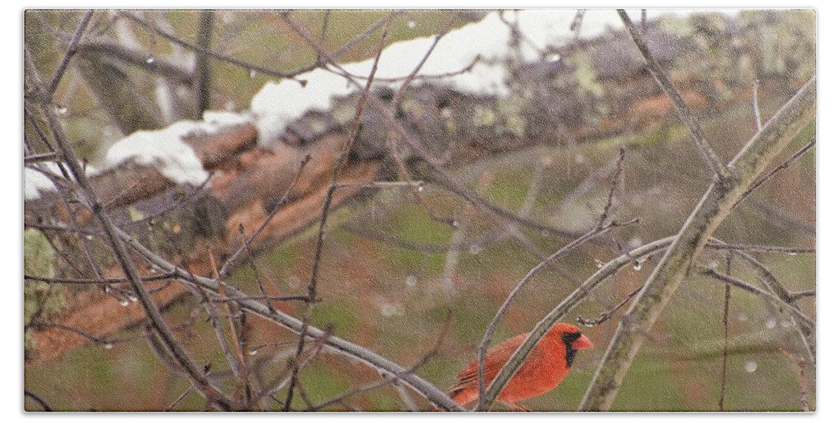 Cardinal Beach Sheet featuring the photograph Little Red Bird by Evelina Popilian