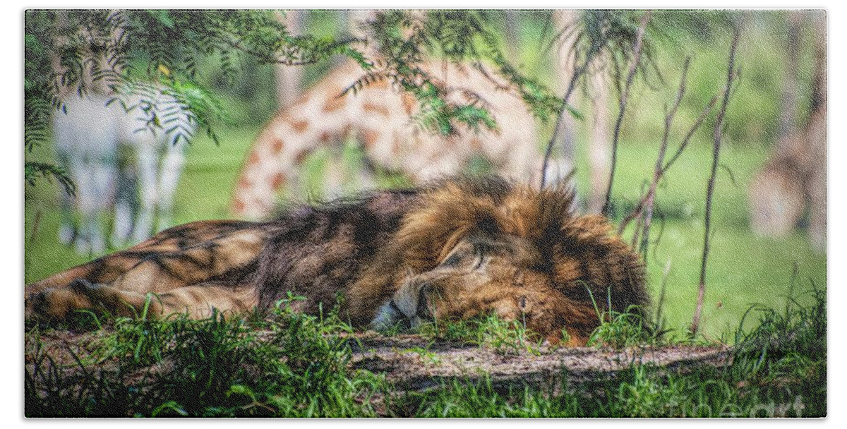 Lion Beach Towel featuring the photograph Living in Harmony - Lion by Jan Mulherin
