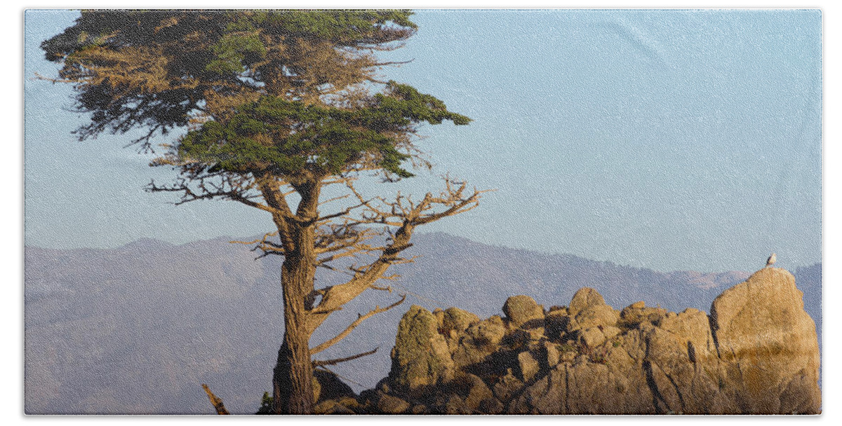 Tree Beach Towel featuring the photograph Lone Cypress Tree by Brandon Bonafede