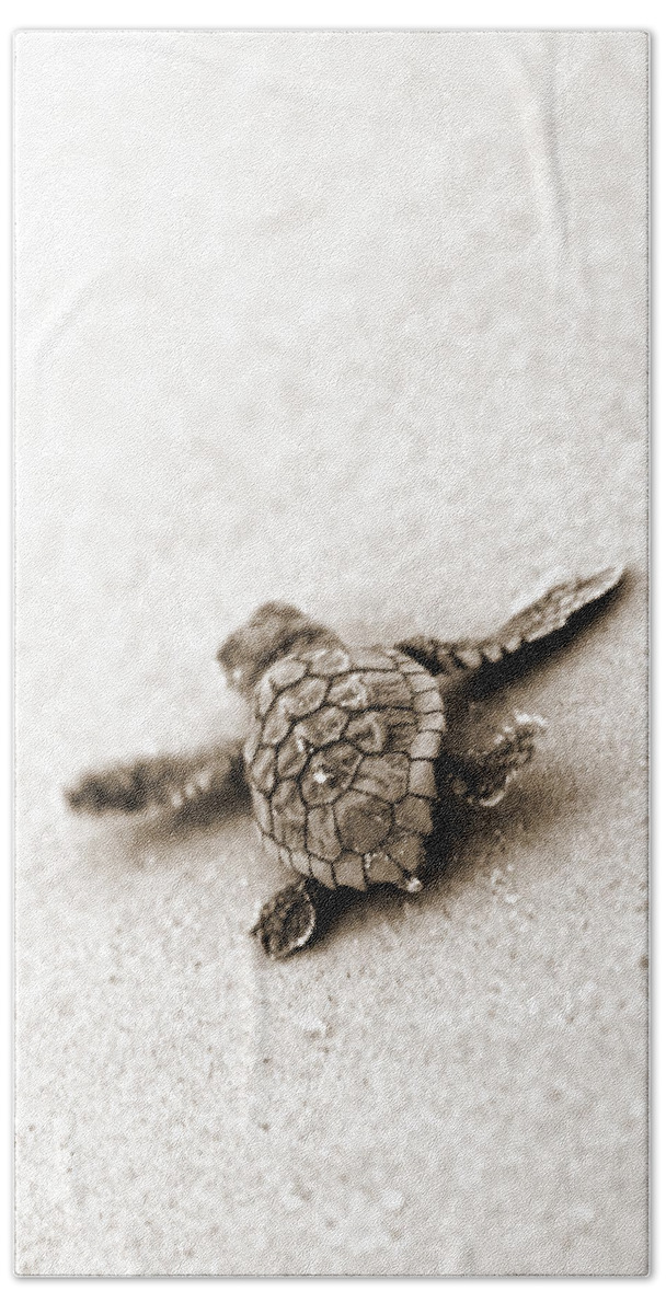 Loggerhead Turtle! Hilton Head Island Beach Towel featuring the photograph Loggerhead by Michael Stothard