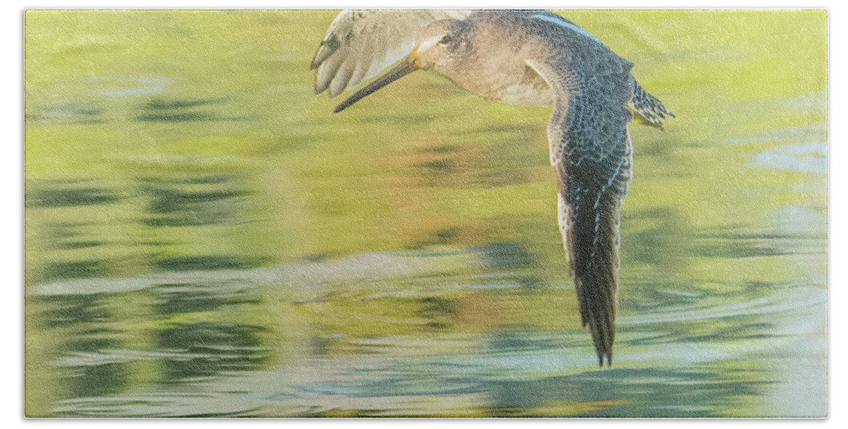 Long Beach Towel featuring the photograph Long-billed Dowitcher 4799-091917-1cr by Tam Ryan