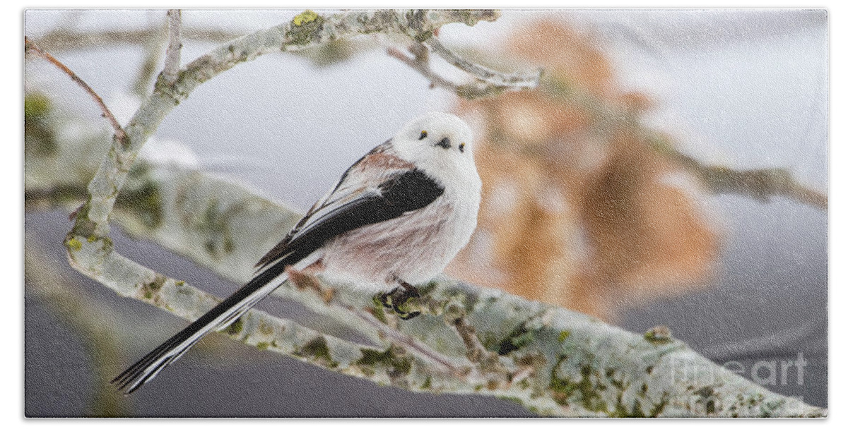 Long-tailed Tit Beach Towel featuring the photograph Long-tailed tit by Torbjorn Swenelius
