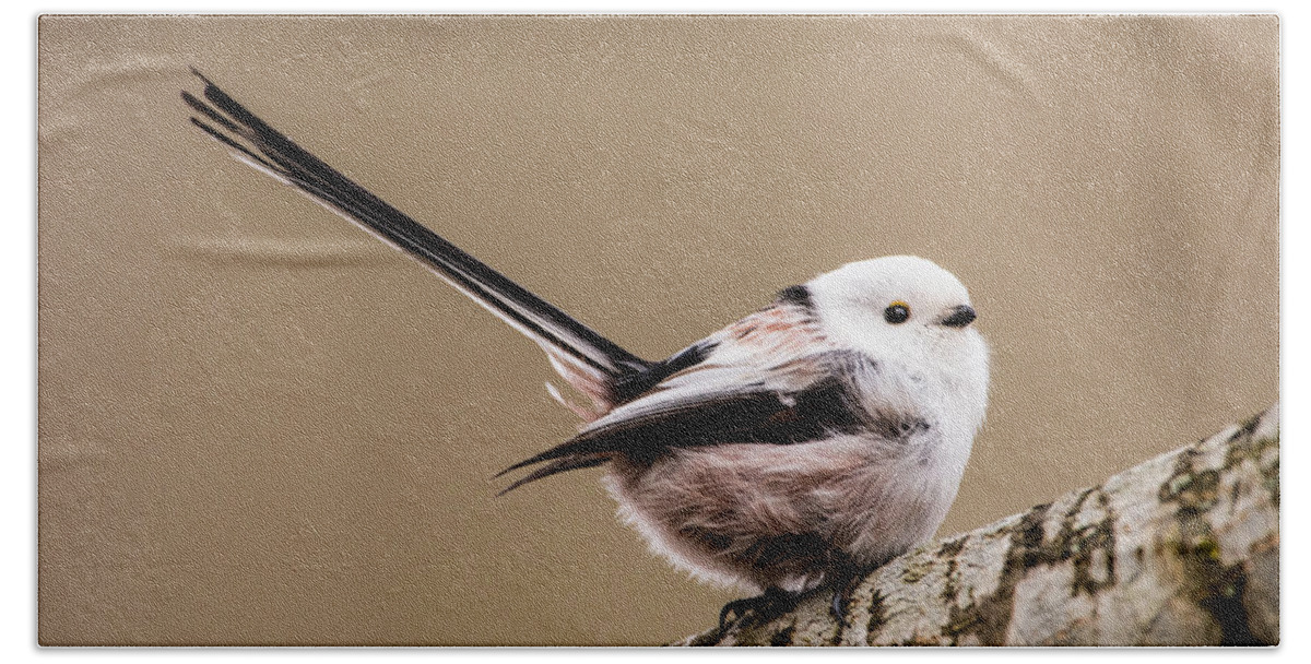 Long-tailed Tit Beach Towel featuring the photograph Long-tailed tit wag the tail by Torbjorn Swenelius