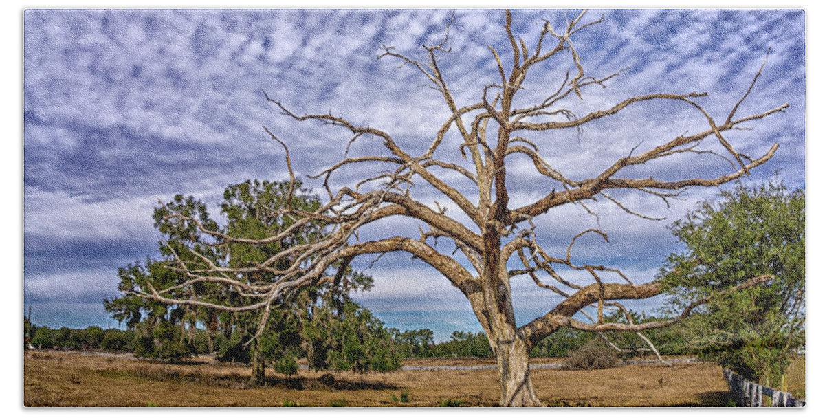Tree Beach Towel featuring the photograph Lonley Tree by Dennis Dugan