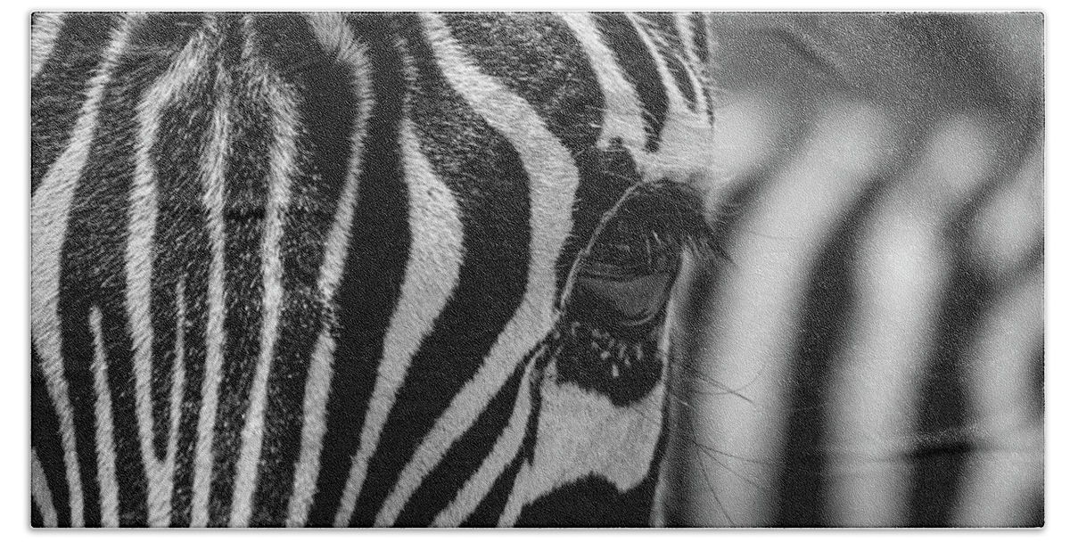 Animal Beach Towel featuring the photograph Looking At Me - BW by Teresa Wilson