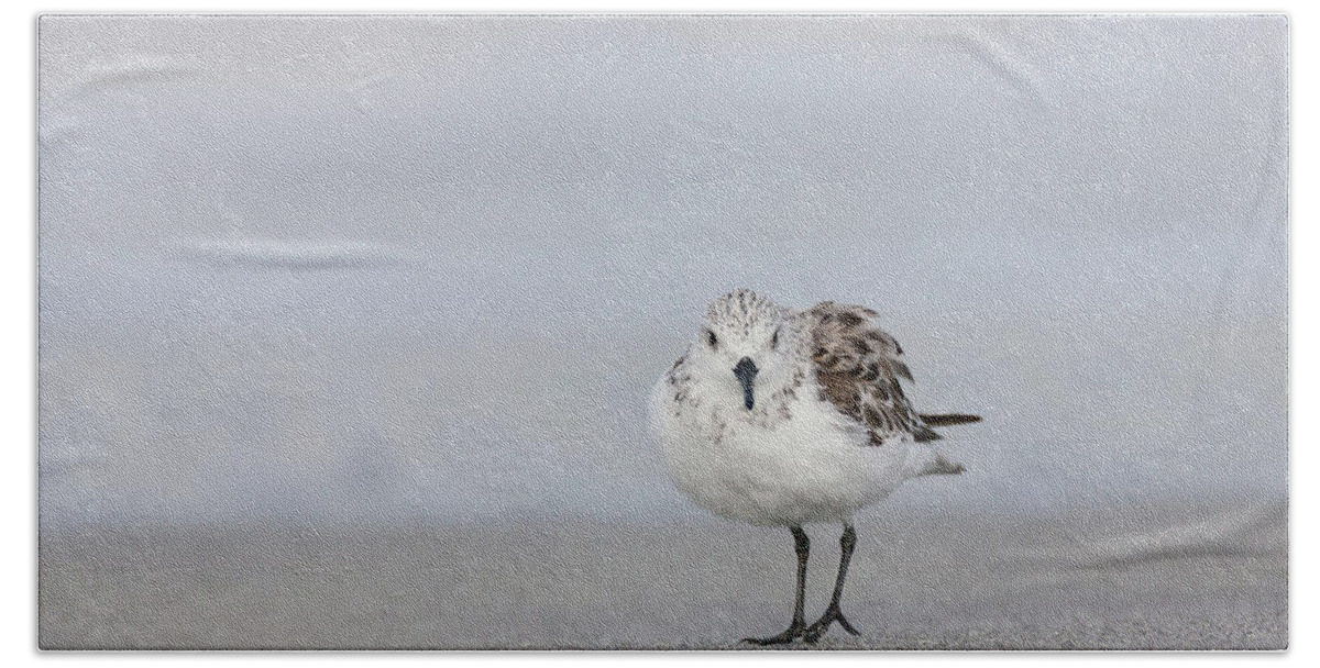 Sanderling Beach Sheet featuring the photograph Looking At You by David Watkins