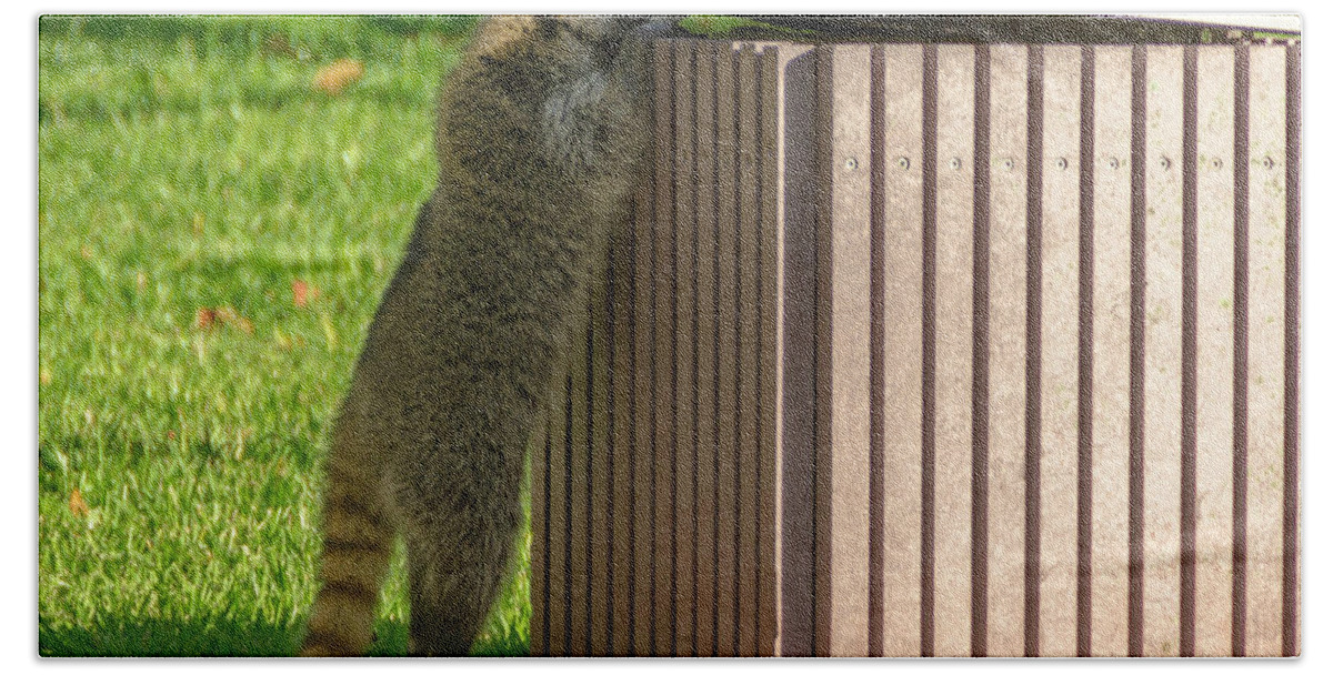 Raccoon Beach Towel featuring the photograph Looking for dinner by Wolfgang Stocker