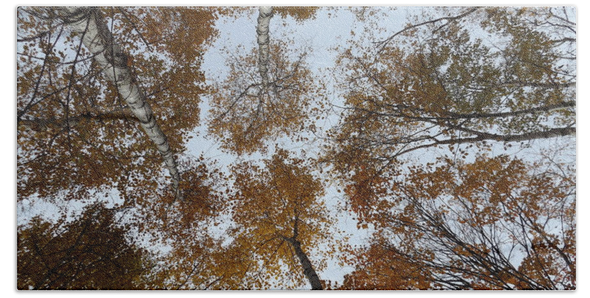 Up Beach Towel featuring the photograph Looking up at the Birches by Erick Schmidt