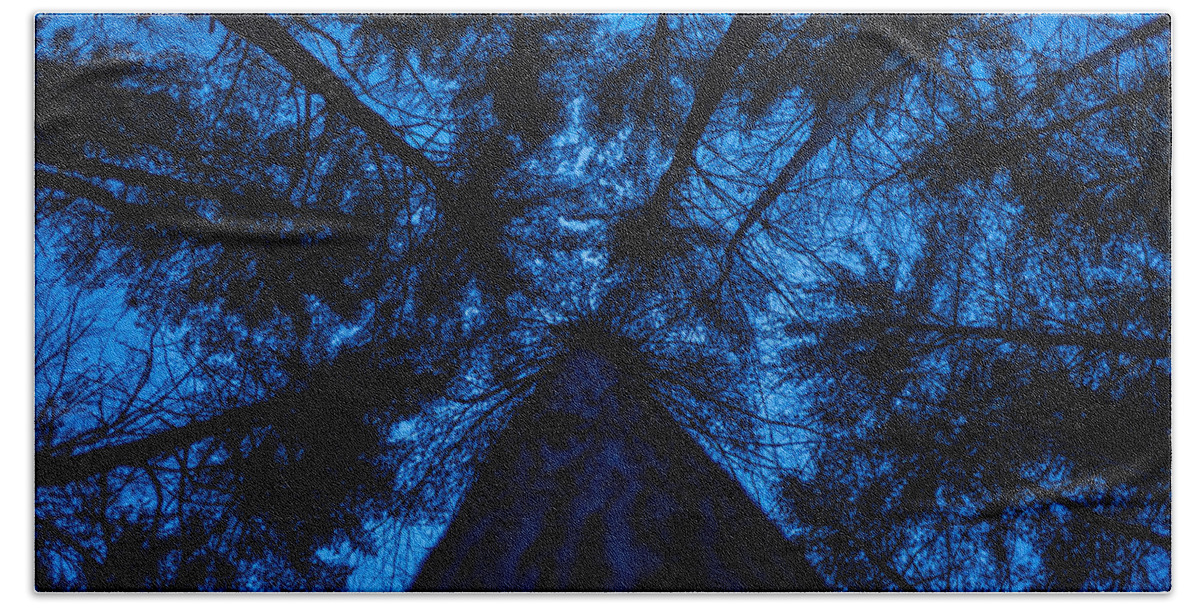 Tree Beach Towel featuring the photograph Looking Up by Robert McKay Jones