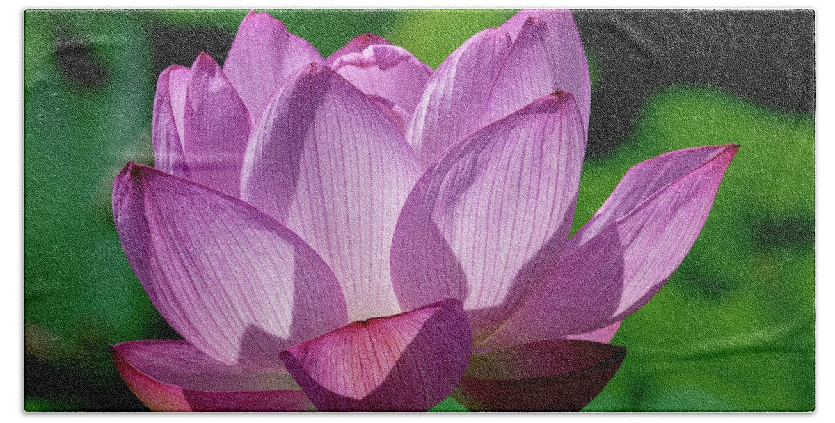 Lotus Beach Towel featuring the photograph Lotus Beauty--Buxom Beauty ii DL0090 by Gerry Gantt