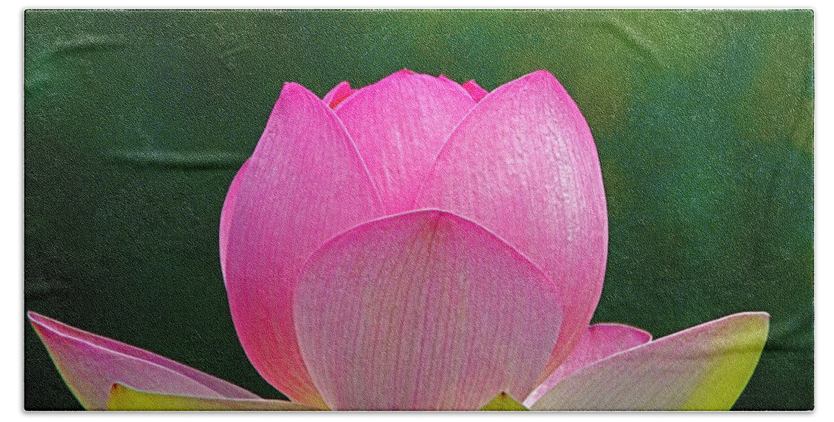 Flower Beach Towel featuring the photograph Lotus Blossom 842010 by Byron Varvarigos