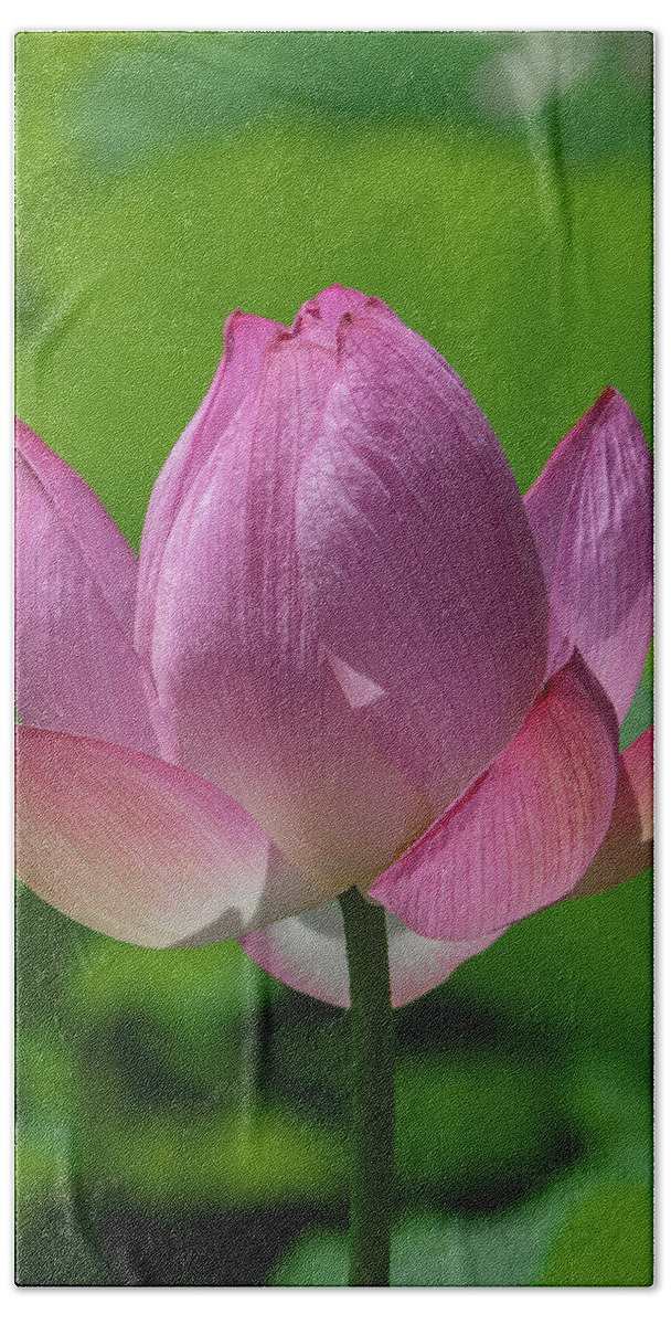 Lotus Beach Towel featuring the photograph Lotus Bud--Opening Up ii DL0091 by Gerry Gantt