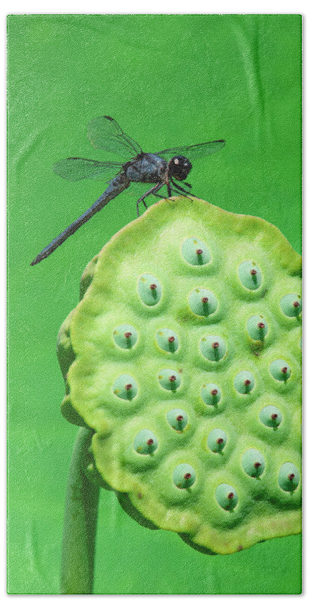 Lotus Beach Towel featuring the photograph Lotus Capsule and Slaty Skimmer Dragonfly DL0106 by Gerry Gantt