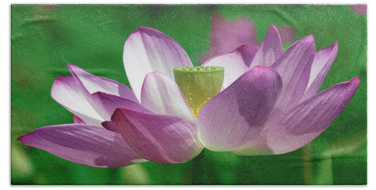 Lotus Beach Towel featuring the photograph Lotus--Center of Being vi DL0086 by Gerry Gantt