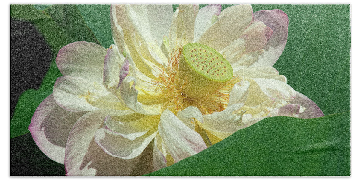 Lotus Beach Towel featuring the photograph Lotus--Doubled-Up iii DL0103 by Gerry Gantt