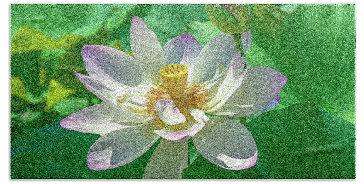Lotus Beach Sheet featuring the photograph Lotus--Fading i DL0079 by Gerry Gantt