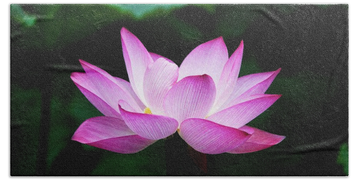  Lotus Beach Towel featuring the photograph Lotus Flower by Hong Zhang