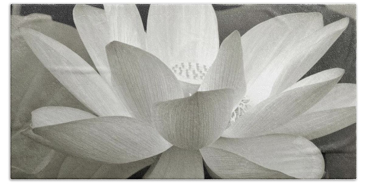 Lotus Beach Towel featuring the photograph Lotus by Jennifer Wheatley Wolf