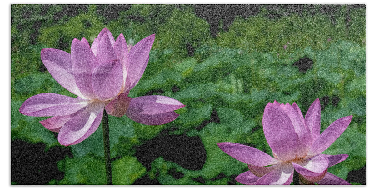 Lotus Beach Towel featuring the photograph Lotus--Sisters ii DL0083 by Gerry Gantt