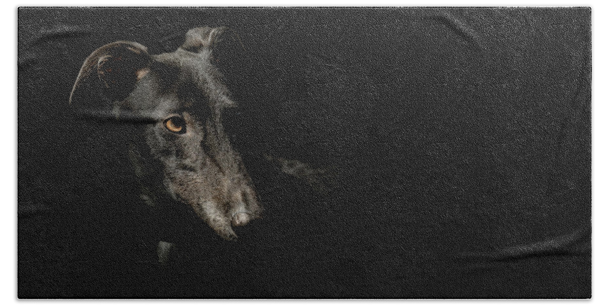 Dog Beach Towel featuring the photograph Loyalty by Paul Neville