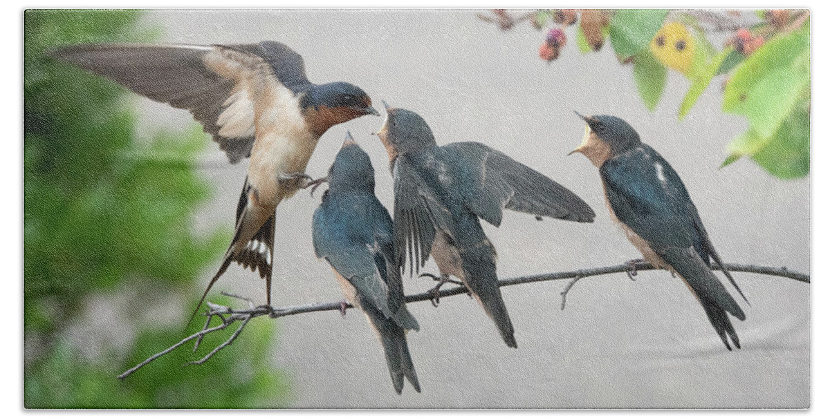 Barn Swallow Beach Towel featuring the photograph Lunch Time by Jack Nevitt