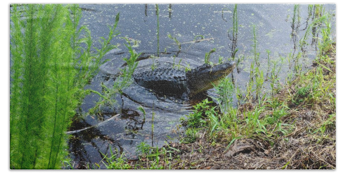 Lunging Bull Gator Beach Towel featuring the photograph Lunging Bull Gator by Warren Thompson