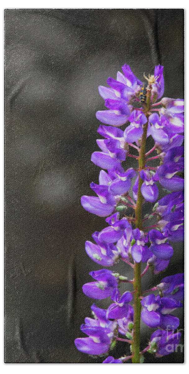Lupine Beach Towel featuring the photograph Lupine by Anthony Michael Bonafede