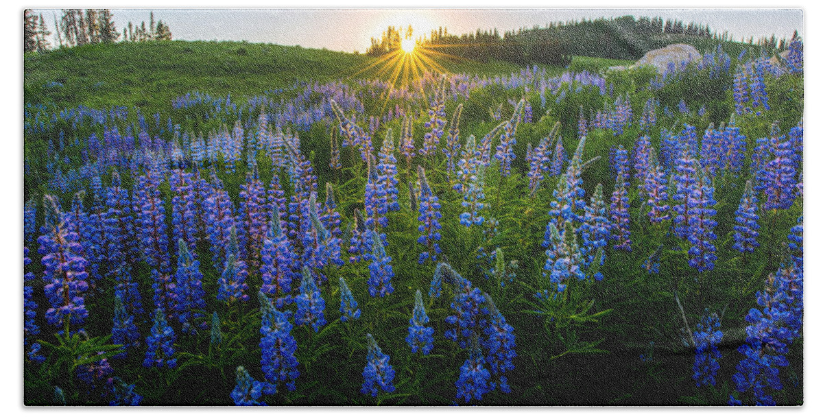 Lupine Beach Sheet featuring the photograph Lupine Meadow by Dustin LeFevre