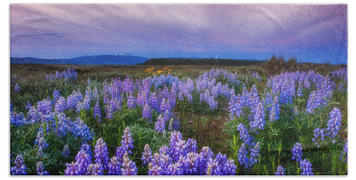 Wildflowers Beach Towel featuring the photograph Lupine Morning by Darren White