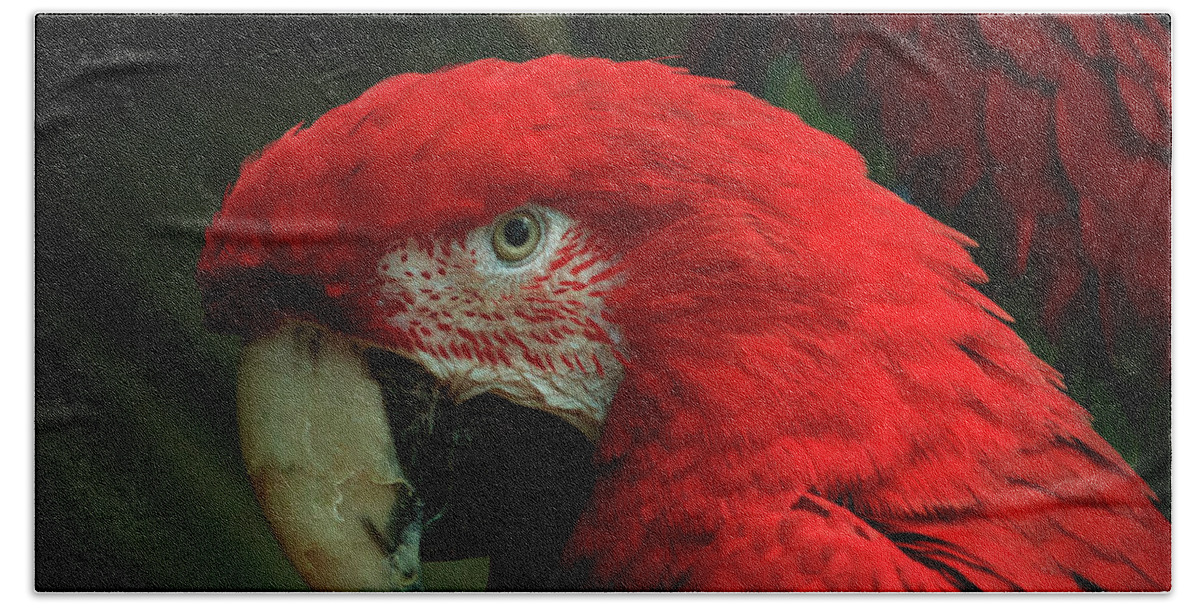 Brookfield Zoo Beach Sheet featuring the photograph Macaw Portrait by Joni Eskridge
