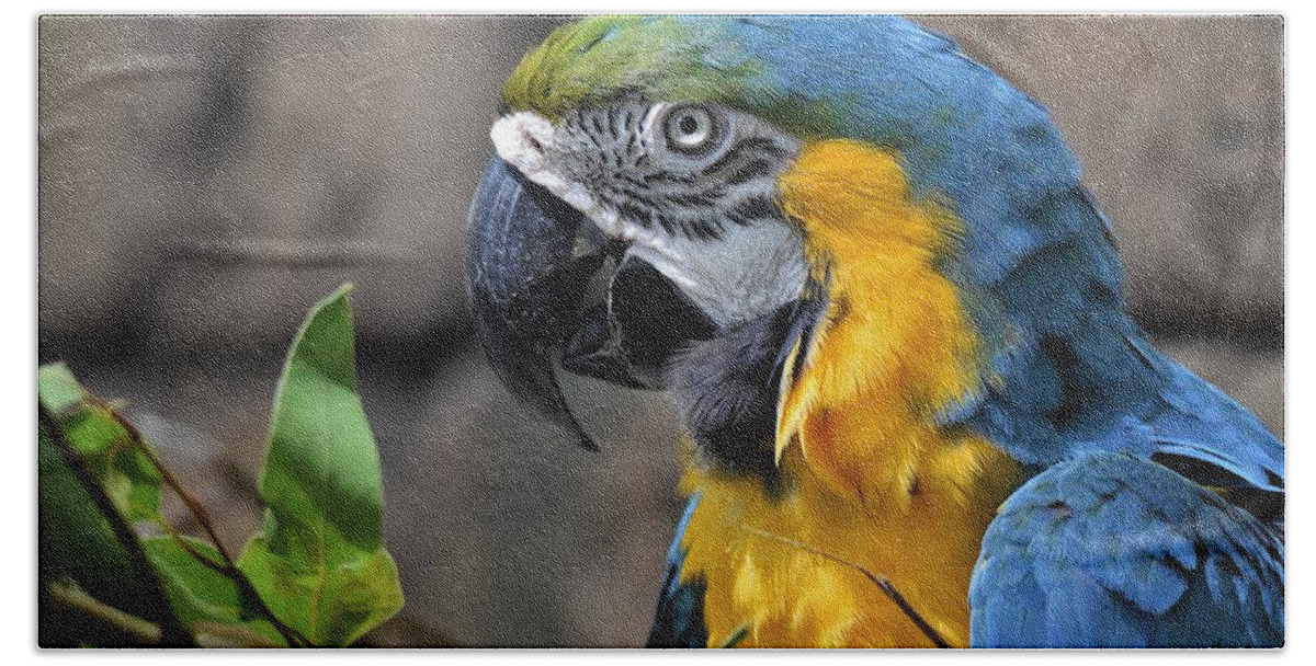 Blue And Yellow Macaw Beach Towel featuring the photograph Macaw Portrait by Julie Adair