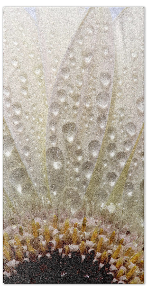 Daisy Beach Towel featuring the digital art Macro close up of a daisy flower by Mark Duffy